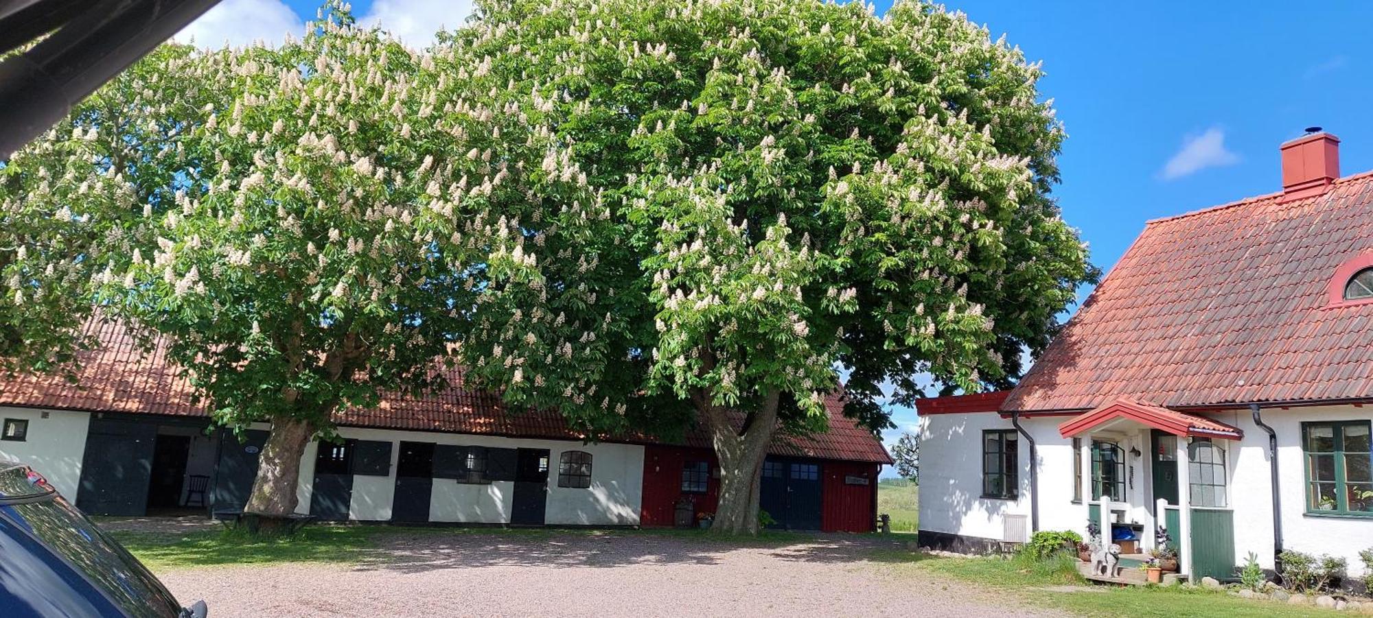 Svedala Lantligt Och Lugnt Boende Naera Natur Och Stad מראה חיצוני תמונה